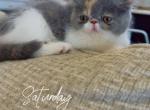 Pepper - Exotic Cat For Sale - TN&comma; US
