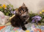 Porter - Siberian Cat For Sale - Clintwood&comma; VA&comma; US