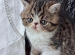 Louie - Persian Cat For Sale - Arlington Heights&comma; IL&comma; US