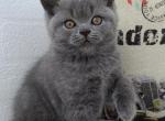Summer - British Shorthair Cat For Sale - Brooklyn&comma; NY&comma; US