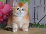 Leonard - British Shorthair Cat For Sale - Brooklyn&comma; NY&comma; US