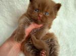 Nesquick - British Shorthair Cat For Sale - Brooklyn&comma; NY&comma; US