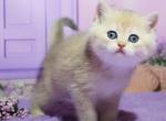 Narcis - British Shorthair Cat For Sale - Brooklyn&comma; NY&comma; US