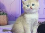 Nikki - British Shorthair Cat For Sale - Brooklyn&comma; NY&comma; US