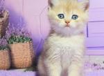 Nestor - British Shorthair Cat For Sale - Brooklyn&comma; NY&comma; US