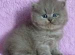 Xena - British Shorthair Cat For Sale - Brooklyn&comma; NY&comma; US