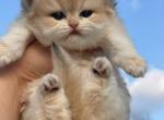 Yamira - British Shorthair Cat For Sale - Brooklyn&comma; NY&comma; US