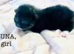 Litter Available in June - Siberian Cat For Sale - Belchertown&comma; MA&comma; US