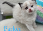 Parker - Ragdoll Cat For Sale - Mount Joy&comma; PA&comma; US
