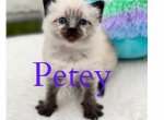 Petey - Ragdoll Cat For Sale - Mount Joy&comma; PA&comma; US