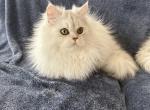 Pancake - Persian Cat For Sale - 