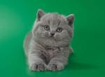 Bluebell - British Shorthair Cat For Sale - Norwalk&comma; CT&comma; US