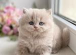 Kerry - British Shorthair Cat For Sale - Norwalk&comma; CT&comma; US