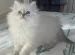 Rimma - Siberian Cat For Sale - Pembroke Pines&comma; FL&comma; US