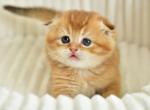 Sergio - Scottish Fold Cat For Sale - Los Angeles&comma; CA&comma; US
