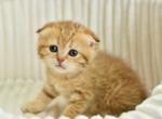 Silvia - Scottish Fold Cat For Sale - Los Angeles&comma; CA&comma; US
