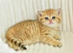 Selin - Scottish Straight Cat For Sale - Los Angeles&comma; CA&comma; US