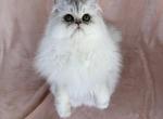 Cupcake - Persian Cat For Sale - 