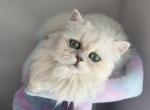Kefir - Persian Cat For Sale - Mansfield&comma; TX&comma; US