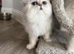 Duhovka - Persian Cat For Sale - 