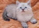 Lucas - Siberian Cat For Sale - Pembroke Pines&comma; FL&comma; US