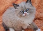 Lance - Siberian Cat For Sale - Pembroke Pines&comma; FL&comma; US