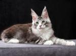 Marat - Maine Coon Cat For Sale - Miami&comma; FL&comma; US
