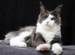 Cranbarry - Maine Coon Cat For Sale - Miami&comma; FL&comma; US