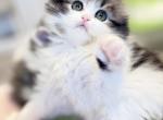 Jasmine Belle - Scottish Fold Cat For Sale - Staten Island&comma; NY&comma; US