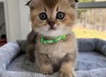 Everest Chase  Rocky - Scottish Straight Cat For Sale - Atlanta&comma; GA&comma; US