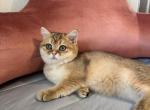 Sally - British Shorthair Cat For Sale - San Mateo&comma; CA&comma; US