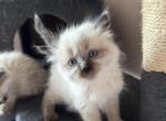 Liliy - Siamese Kitten For Sale - 