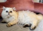 Mochi - British Shorthair Cat For Sale - San Mateo&comma; CA&comma; US