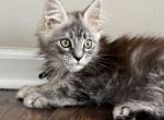 Lord - Maine Coon Cat For Sale - Grayslake&comma; IL&comma; US