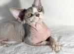 Cupid - Devon Rex Cat For Sale - Philadelphia&comma; PA&comma; US
