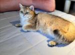 Jenny - British Shorthair Cat For Sale - San Mateo&comma; CA&comma; US