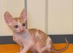 Paramon - Cornish Rex Cat For Sale - Hollywood&comma; FL&comma; US