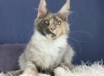 Winola - Maine Coon Cat For Sale - Hollywood&comma; FL&comma; US