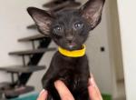 Cleo - Oriental Cat For Sale - Pembroke Pines&comma; FL&comma; US