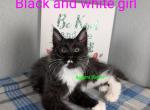 Black and white girl from Maggie - Maine Coon Cat For Sale - Fort Worth&comma; TX&comma; US
