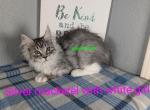 Silver mackerel and white girl - Maine Coon Cat For Sale - Fort Worth&comma; TX&comma; US