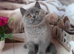 Zara - British Shorthair Cat For Sale - Pembroke Pines&comma; FL&comma; US