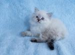 Yamotto - Scottish Straight Cat For Sale - Pembroke Pines&comma; FL&comma; US