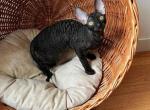 Frida - Cornish Rex Cat For Sale - Hollywood&comma; FL&comma; US