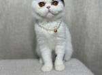 Penelope - Exotic Cat For Sale - Roseville&comma; CA&comma; US