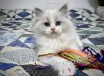 Augustus - Ragdoll Cat For Sale - Tuscaloosa&comma; AL&comma; US