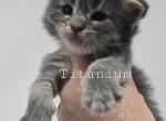 Titanium - Maine Coon Cat For Sale - Elk Grove&comma; CA&comma; US