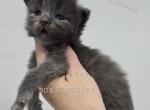 Ivy - Maine Coon Cat For Sale - Elk Grove&comma; CA&comma; US