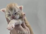 Poppy - Maine Coon Cat For Sale - Elk Grove&comma; CA&comma; US