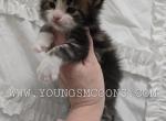 Revolver Parents On site - Maine Coon Cat For Sale - Elk Grove&comma; CA&comma; US
